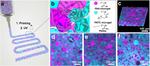 Electrostatically reinforced double network granular hydrogels